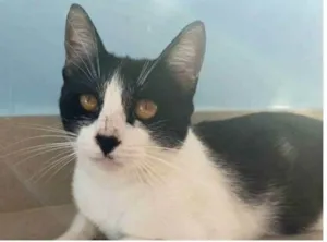 Gato raça srd frajolinha  idade 1 ano nome MAGGIE