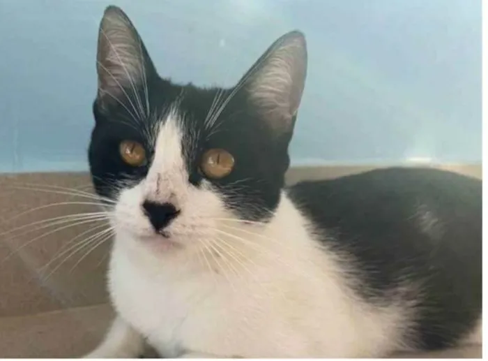 Gato ra a srd frajolinha  idade 1 ano nome MAGGIE
