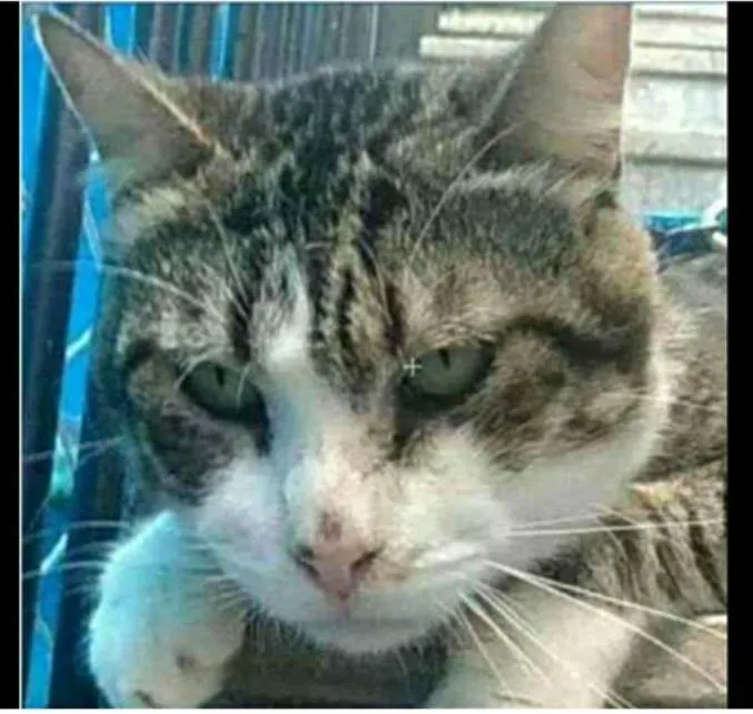 Gato ra a srd idade 4 anos nome RAÍ