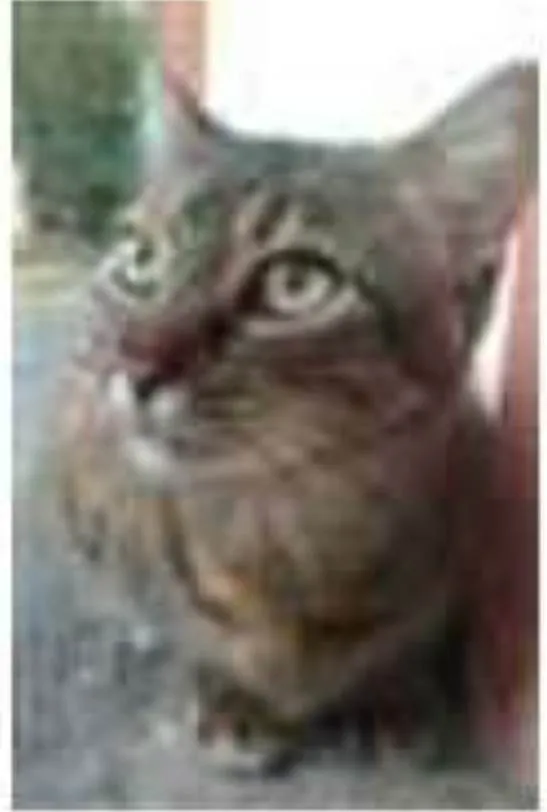 Gato ra a srd tigradinha idade 4 anos nome JULLY