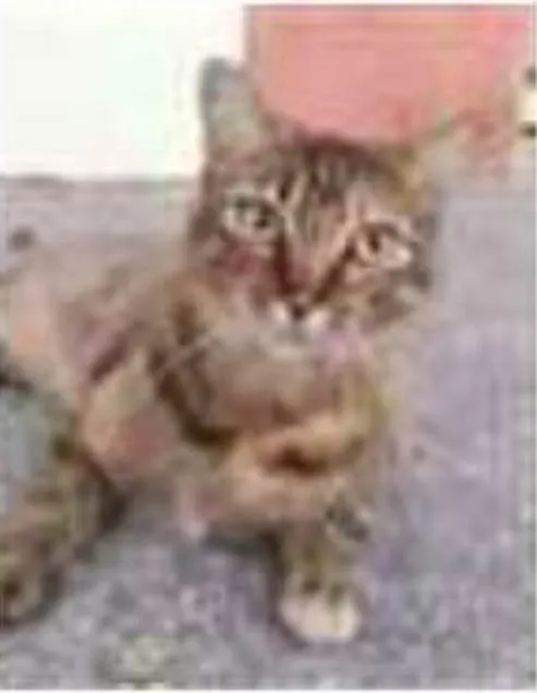 Gato ra a srd tigradinha idade 4 anos nome JULLY