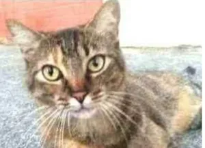 Gato raça srd tigradinha idade 4 anos nome JULLY