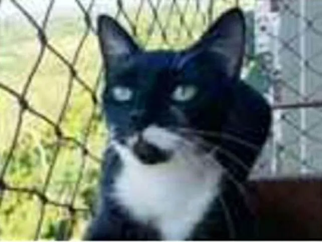 Gato ra a srd frajolinha  idade 1 ano nome ELISA