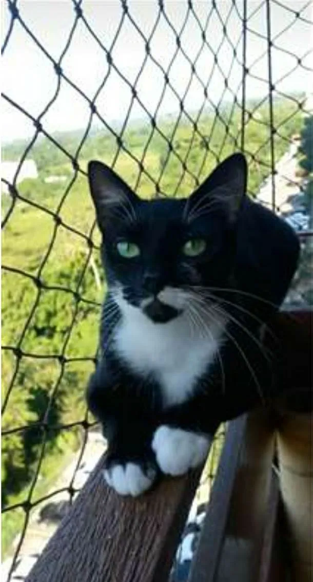 Gato ra a srd frajolinha  idade 1 ano nome ELISA