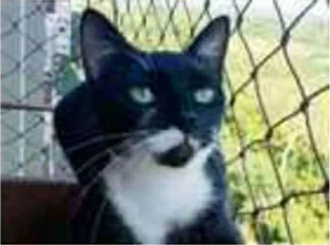 Gato ra a srd frajolinha  idade 1 ano nome ELISA