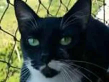 Gato ra a srd frajolinha  idade 1 ano nome ELISA