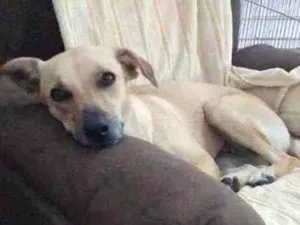 Cachorro raça Viralata idade  nome Lili