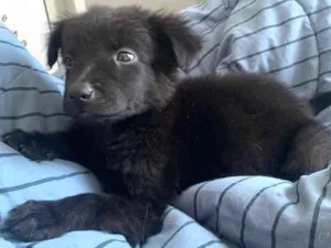 Cachorro raça Mistura com chow chow  idade 2 a 6 meses nome Jhulie 