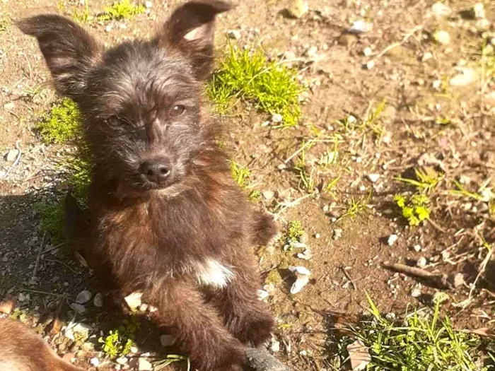 Cachorro ra a Desconhecida idade 2 a 6 meses nome Pets