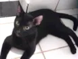 Gatinho preto