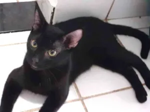 Gato raça  idade 2 a 6 meses nome Gatinho preto