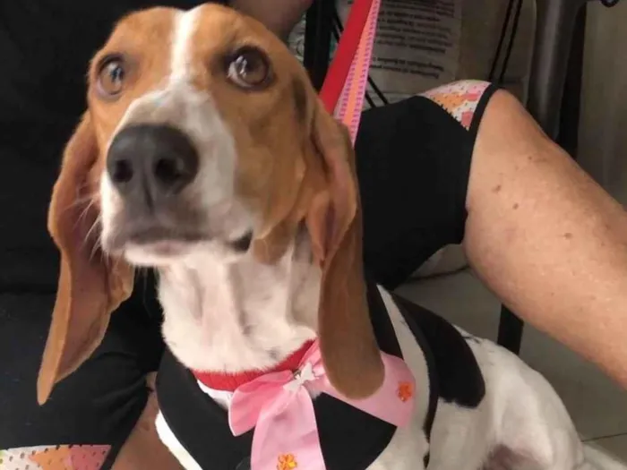 Cachorro raça Basset Hound (talvez mix) idade 4 anos nome Jully