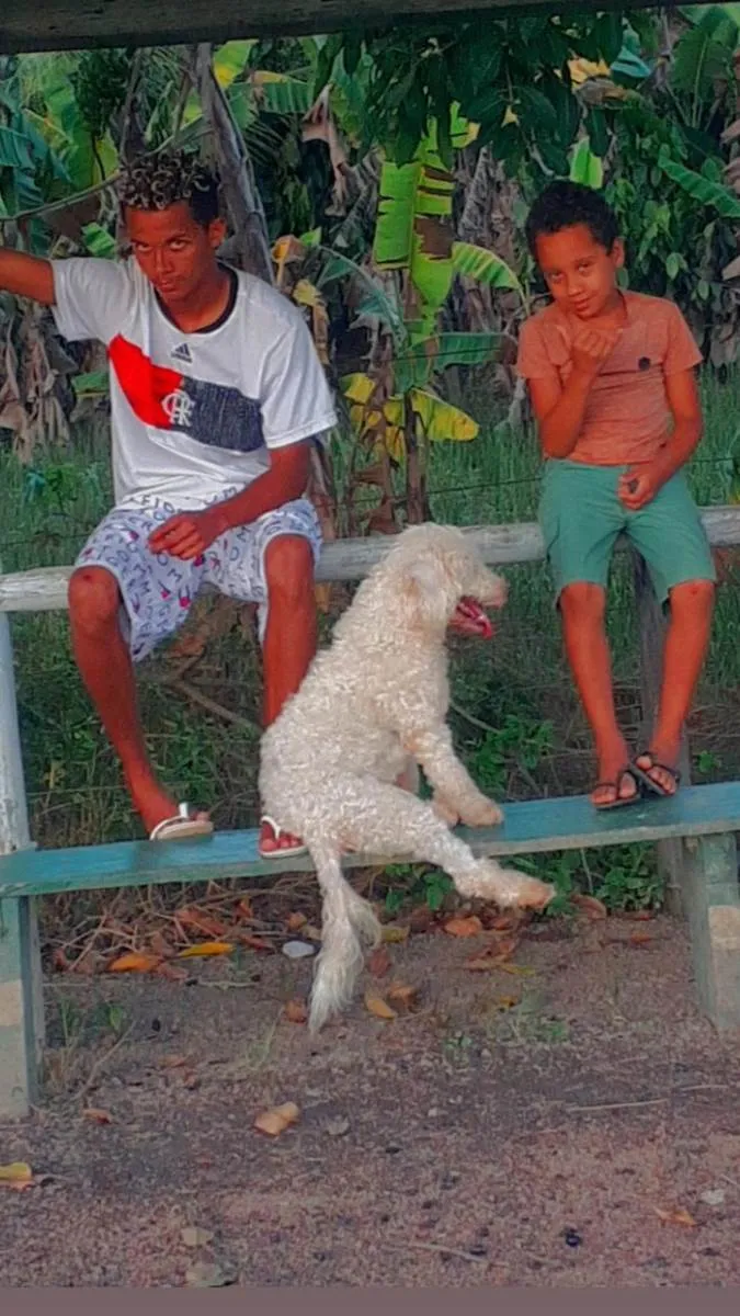 Cachorro ra a Podlle idade Abaixo de 2 meses nome Sem nomes ainda!