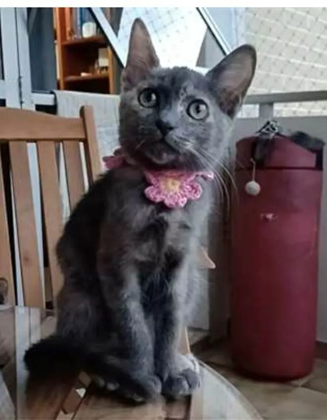 Gato ra a srd tricolor idade 2 a 6 meses nome MARIA