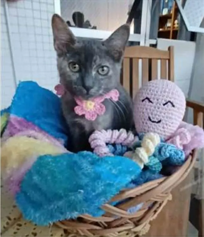 Gato ra a srd tricolor idade 2 a 6 meses nome MARIA