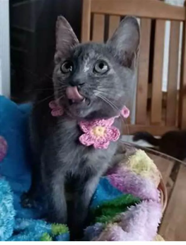 Gato ra a srd tricolor idade 2 a 6 meses nome MARIA