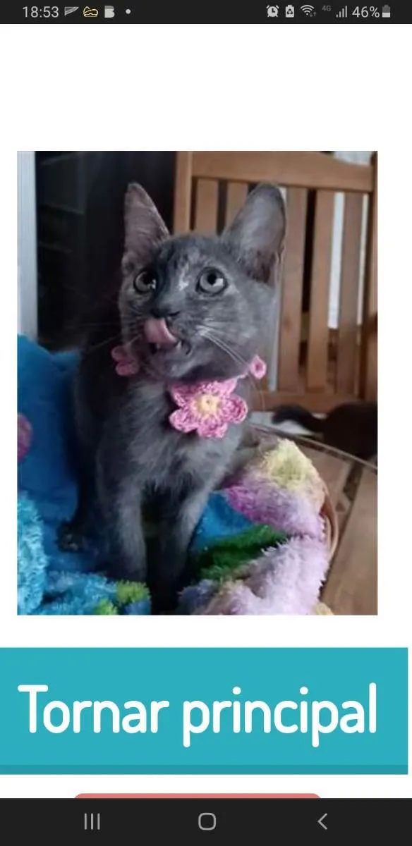 Gato ra a srd tricolor idade 2 a 6 meses nome MARIA