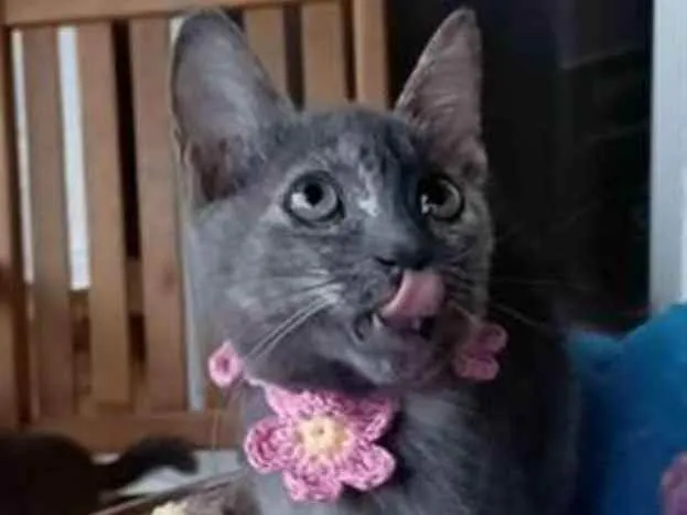 Gato ra a srd tricolor idade 2 a 6 meses nome MARIA