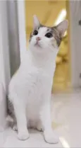 MEL