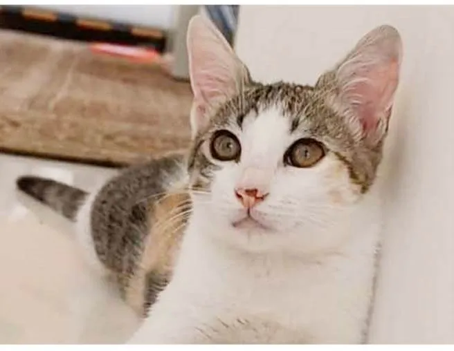 Gato ra a srd tricolor idade 7 a 11 meses nome MEL