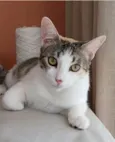MEL