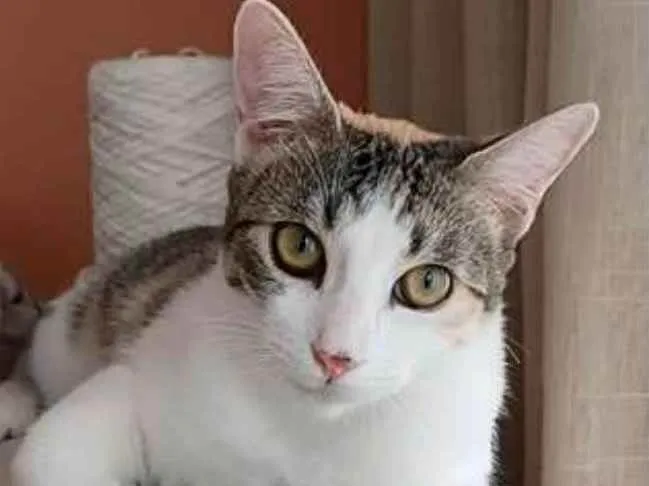 Gato ra a srd tricolor idade 7 a 11 meses nome MEL