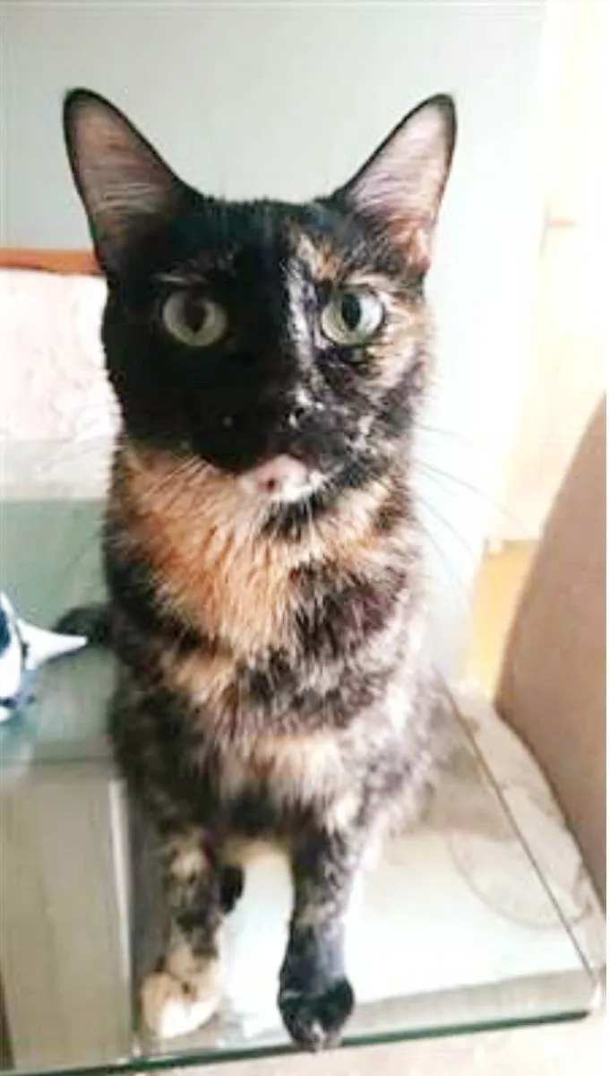 Gato ra a srd escaminha  idade 3 anos nome MAG