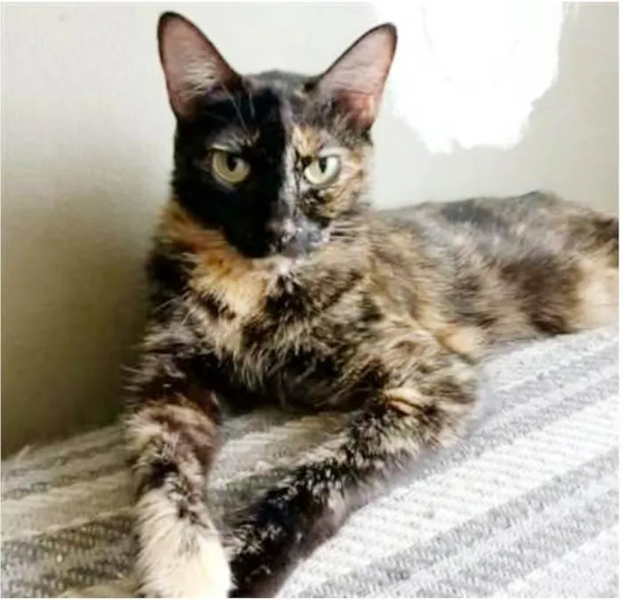 Gato ra a srd escaminha  idade 3 anos nome MAG