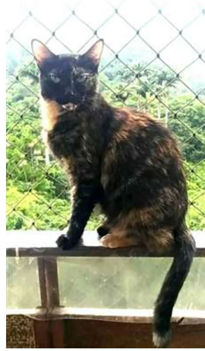 Gato ra a srd escaminha  idade 3 anos nome MAG