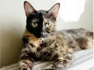 Gato raça srd escaminha  idade 3 anos nome MAG