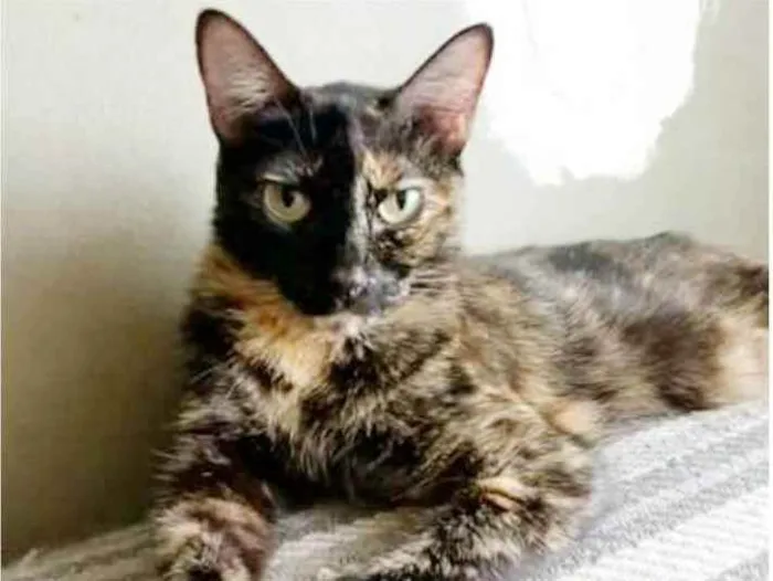 Gato ra a srd escaminha  idade 3 anos nome MAG
