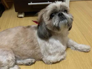 Cachorro raça Shitszu  idade 6 ou mais anos nome MIÚCHA 