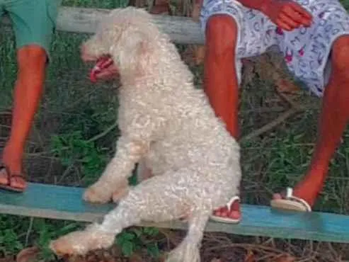 Cachorro ra a Podlle idade Abaixo de 2 meses nome Sem nomes ainda!