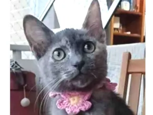 Gato raça srd tricolor idade 2 a 6 meses nome MARIA