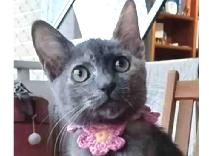 Gato ra a srd tricolor idade 2 a 6 meses nome MARIA