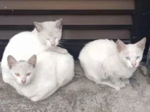 Gato raça Srd  idade 2 a 6 meses nome Sem nome