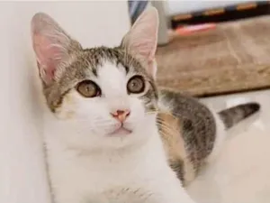 Gato raça srd tricolor idade 7 a 11 meses nome MEL
