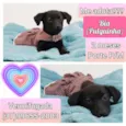 Pulguinha