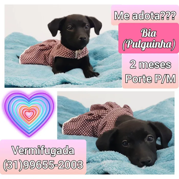 Cachorro raça SRD idade Abaixo de 2 meses nome Pulguinha