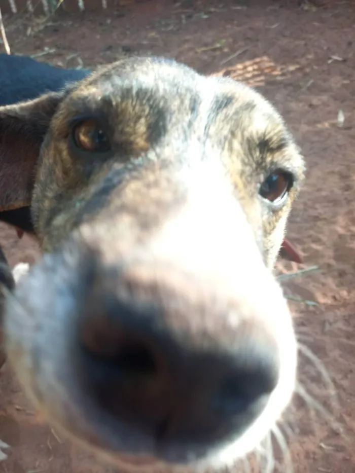 Cachorro ra a Indefinida idade 1 ano nome Sem nome (Orfã)