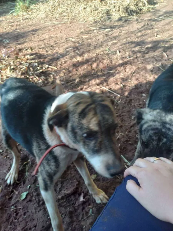 Cachorro ra a Indefinida idade 1 ano nome Sem nome (Orfã)