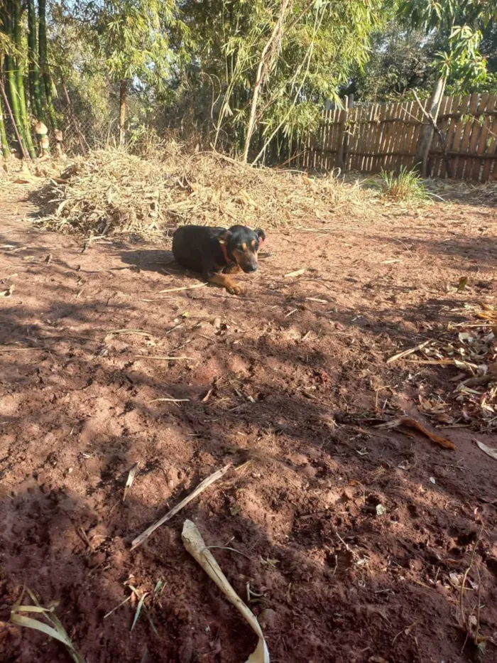 Cachorro ra a Indefinida idade 1 ano nome Sem nome (Orfã)