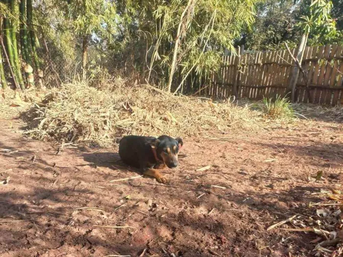 Cachorro ra a Indefinida idade 1 ano nome Sem nome (Orfã)