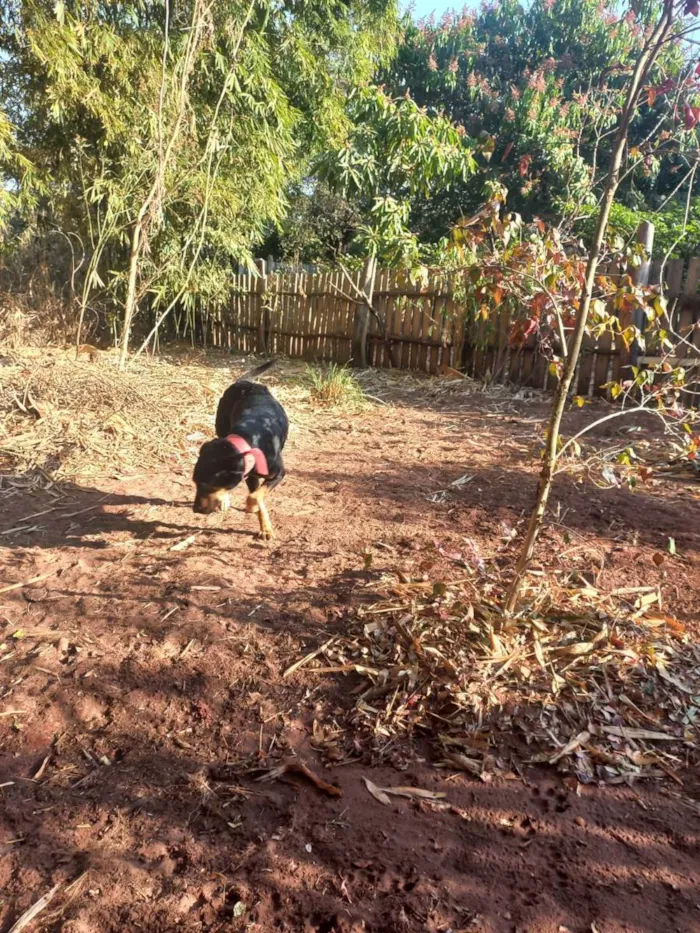 Cachorro ra a Indefinida idade 1 ano nome Sem nome (Orfã)