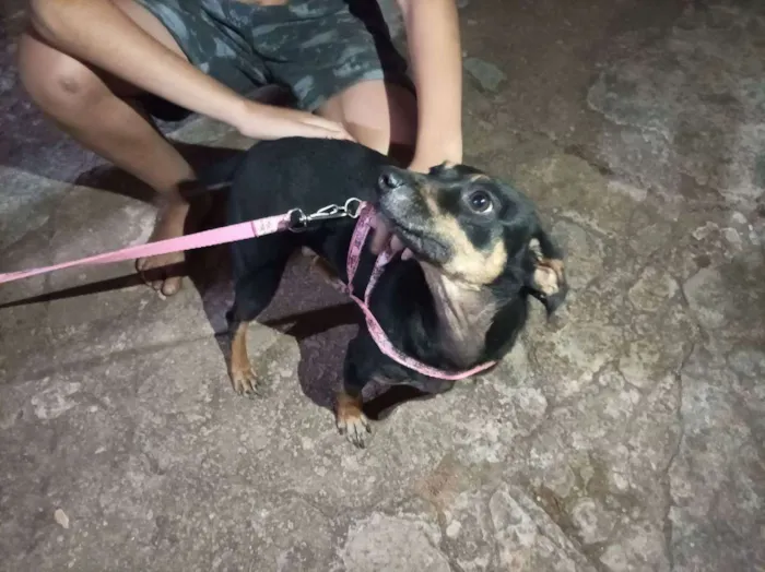 Cachorro ra a Picher mestiço  idade 1 ano nome Luna 