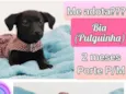 Pulguinha