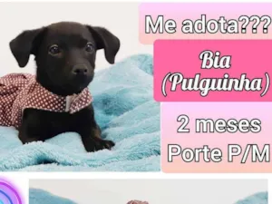 Cachorro raça SRD idade Abaixo de 2 meses nome Pulguinha