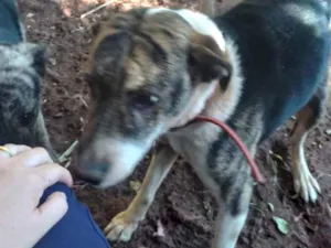 Cachorro raça Indefinida idade 1 ano nome Sem nome (Orfã)