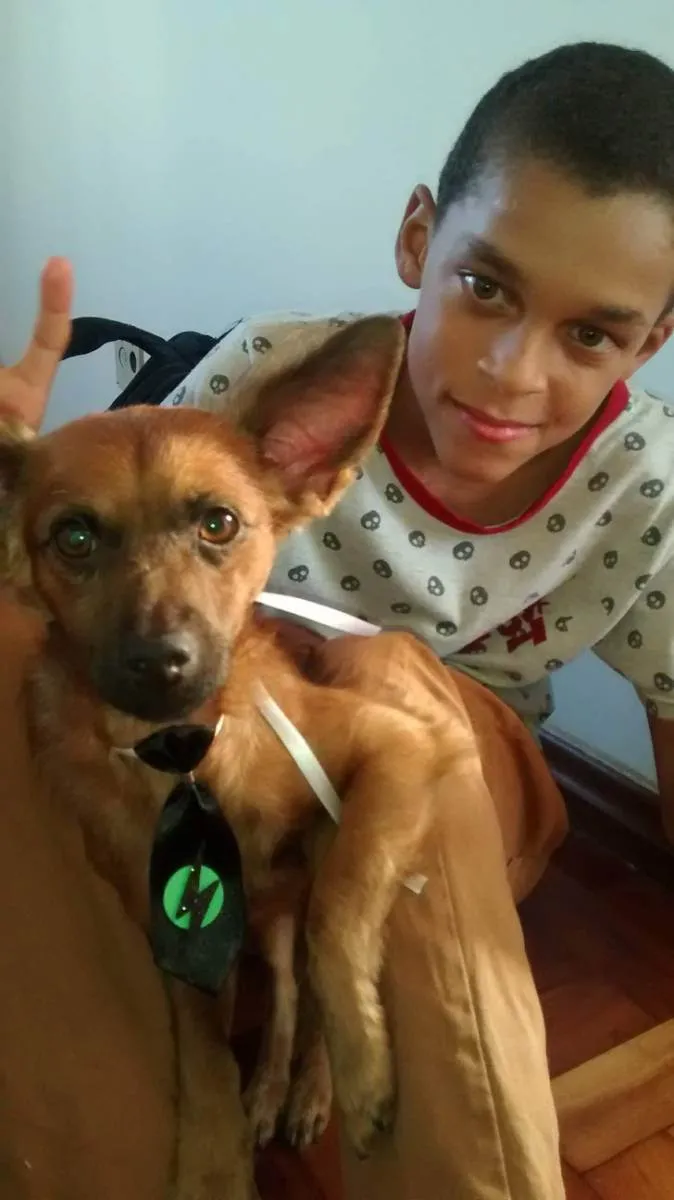 Cachorro ra a Não tem idade 5 anos nome Big