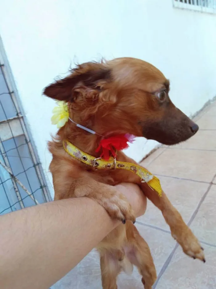 Cachorro ra a Não tem idade 5 anos nome Big